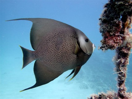Gray angelfish (Pomacanthus arcuatus)