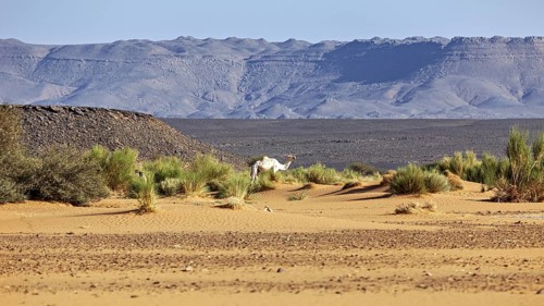 A camel stands in a vast desert landscape with sand dunes and distant mountains under a clear sky,