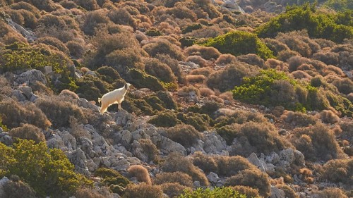 A single white goat in the middle of a hilly and bushy landscape, sheep (e) or goat (n), ovis,