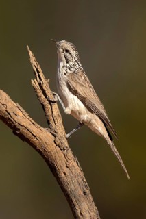Striped Honeyeater (Plectorhyncha lanceolata) perched on an old tree trunk, Queensland, Australia