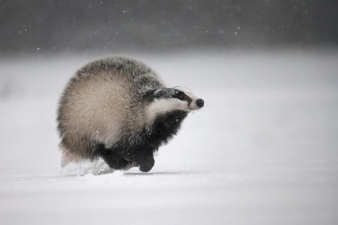 Badger in the snow, Wittlich, Rhineland-Palatinate, Germany