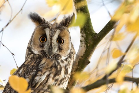 Long-eared Owl (Asio otus) perched in a birch tree, Rhineland-Palatinate, Germany