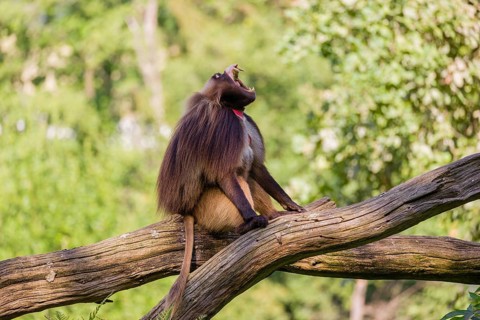 Portrait of an adult male Gelada (Theropithecus gelada), or bleeding-heart monkey, resting on a