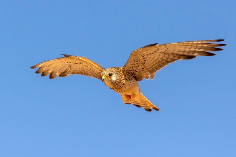Lesser Kestrel (Falco naumanni) female flying, Castile-La Mancha, Spain