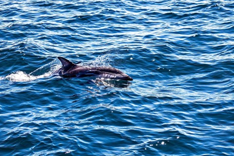 Dolphin swimming at the surface in the deep blue sea, The Clymene dolphin (Stenella clymene) near