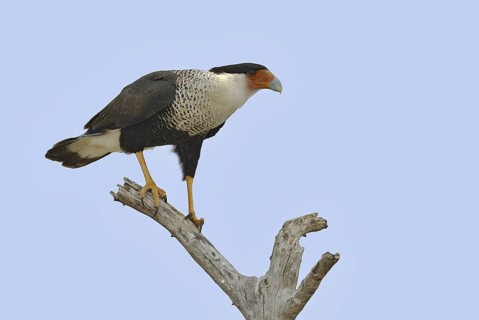 Northern Crested Caracara (Caracara cheriway), Texas, USA