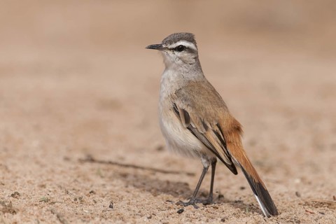Kalahari Scrub Robin (Cercotrichas paena), Northern Cape South Africa
