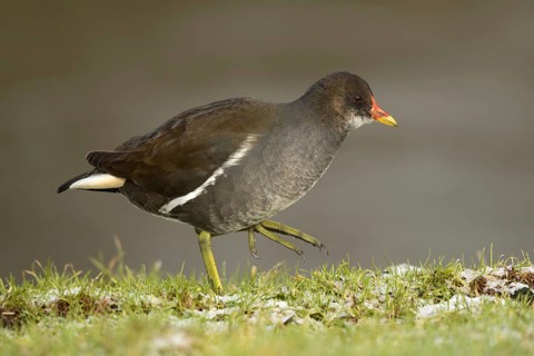 Waterhoen lopend langs waterrand, Moorhen walking arround