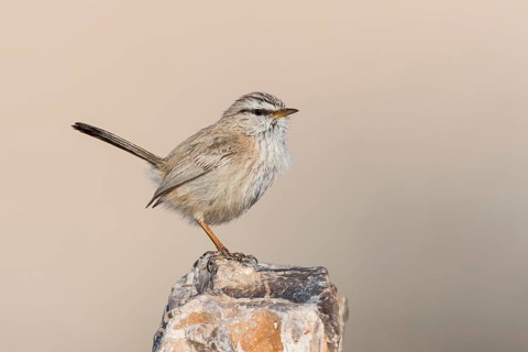 Streaked Scrub Warbler (Scotocerca inquieta), Eilat, Israel
