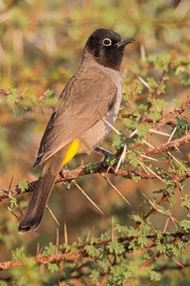 Yellow-breasted Bulbul, Songbird, True Bulbul, (Pycnonotus xanthopygos), Vallombrosa Bulbul,