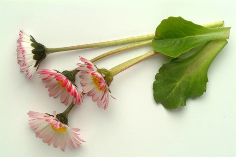 Common daisy (Bellis perennis), medicinal plant, naturopathy classifies the daisy among other