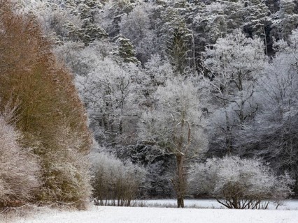 Mixed Forestry, trees covered in hoar frost and snow on a winter's day, North Hesse, Germany