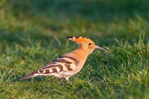 Eurasian Hoopoe (Upupa epops), Hungary