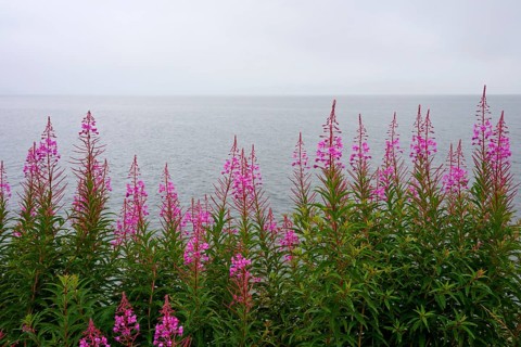 Purple blooming plants in front of a misty sea, Tarbert, Loch Fyne, Scotland, United Kingdom,
