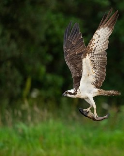 Western osprey (Pandion haliaetus) hunting, Aviemore, Scotland, Great Britain
