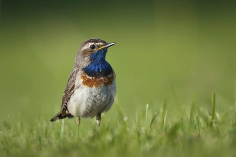 Bluethroat (Luscinia svecica cyanecula), Schleswig-Holstein, Germany