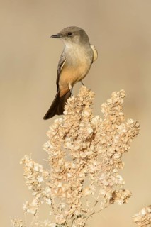 Say's Phoebe (Sayornis saya), New Mexico, USA