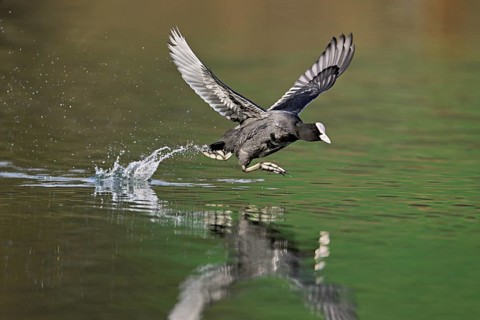 Eurasian Coot (Fulica atra), adult bird walking over water, Flachsee, Canton Aargau, Switzerland