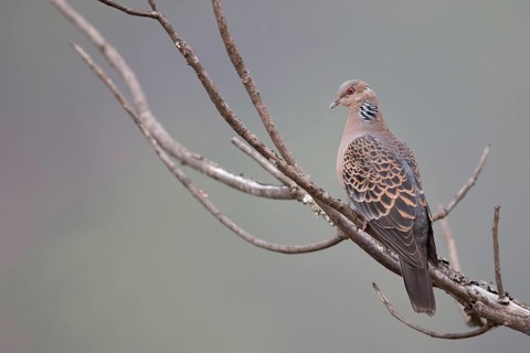 Oriental Turtle Dove (Streptopelia orientalis meena) perched on a branch, Punakha, Bhutan