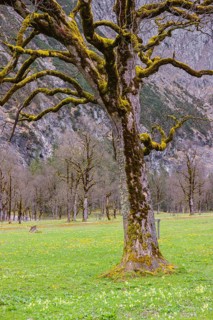 Sycamore maple trees, Acer pseudoplatanus, in springtime. Nature conservancy area Grosser