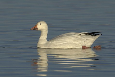 Snow Goose (Anser caerulescens), New Mexico, USA