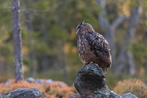 One Eurasian Eagle Owl, Bubo bubo, sitting on grey rocks, a green forest in the background. Early