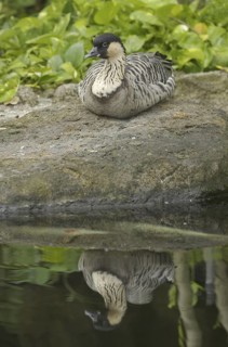 Nene (Branta sandvicensis), Hawaii, USA