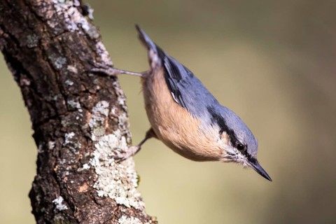 Eurasian Nuthatch (Sitta europaea) climbing down a tree, Madrid, Spain
