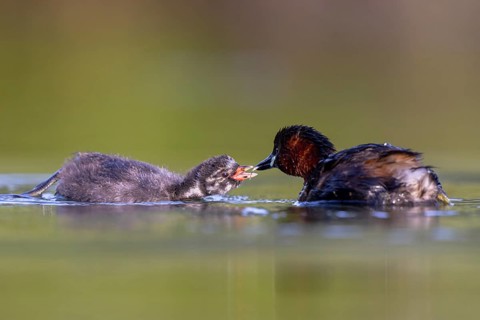 Little Grebe (Tachybaptus ruficollis) adult feeding chick, North Rhine-Westphalia, Germany