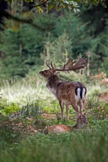 Fallow Deer (Dama dama) buck in forest, Saxony, Germany