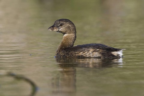 Pied-billed Grebe (Podilymbus podiceps), Texas, USA