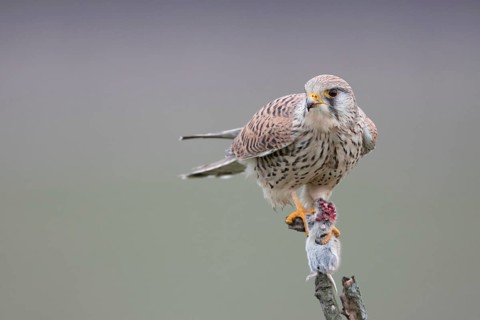 Common Kestrel (Falco tinnunculus) female perched on a branch with a captured mouse in its claws,