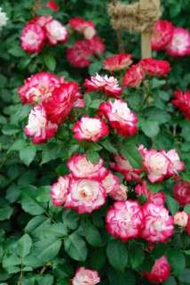 Rosa 'Jubilee de Prince de Monaco'
