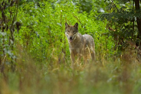 Wolf (Canis lupus), in forest, summer, Germany