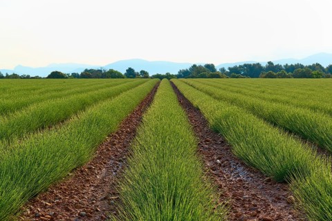 Lavender field (Lavandula), planted in rows, with trees and mountains in the background under a