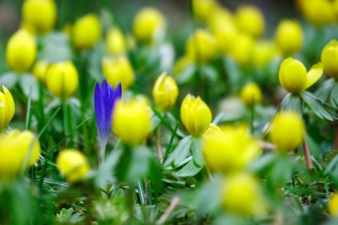 Crocus blossom and winter aconites, Winter, Germany