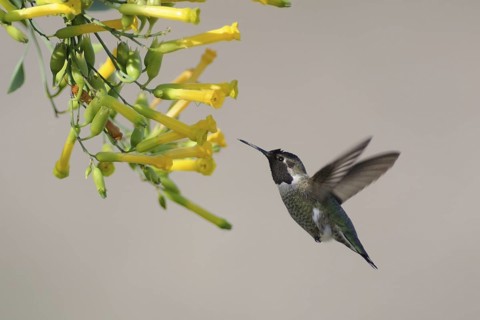 Anna's Hummingbird (Calypte anna), Texas, USA