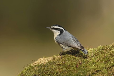Red-breasted Nuthatch (Sitta canadensis), Ohio, USA