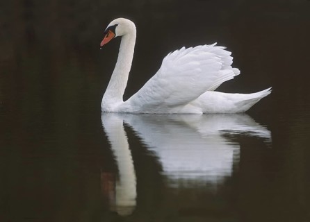 Mute Swan (Cygnus olor), New Jersey, USA