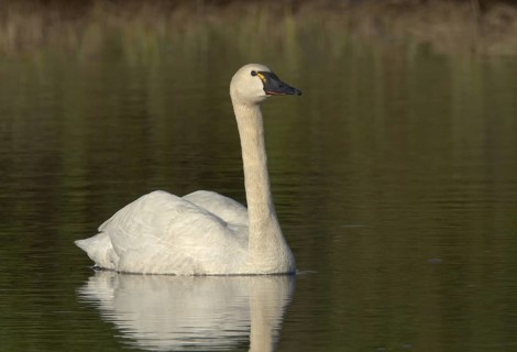 Tundra Swan (Cygnus columbianus), Alaska, USA