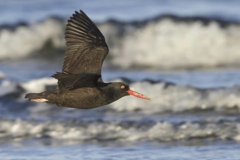 Black Oystercatcher (Haematopus bachmani) flying, British Columbia, Canada