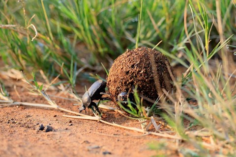 Dung beetle, sacred pill bug (Scarabaeus sacer), adult, rolling dung ball, elephant dung, for egg