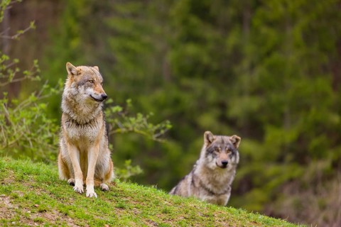 Two eurasian gray wolves (Canis lupus lupus) stand on a hill, observing the area