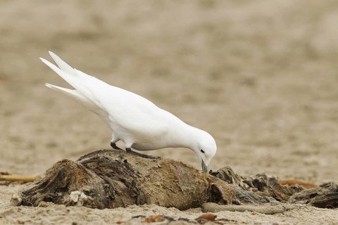 Ivory Gull (Pagophila eburnea), California, USA