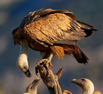 Griffon vulture (Gyps fulvus), group on a tree, Pyrenees, Catalonia, Spain