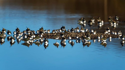 Northern Lapwing, Vanellus vanellus, birds at winter on marshes
