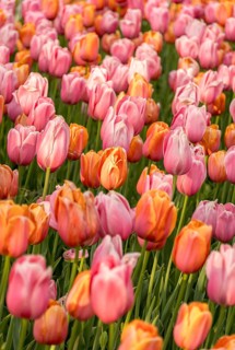 A beautiful field of pink and orange tulips in full bloom, showcasing vibrant colors and lush
