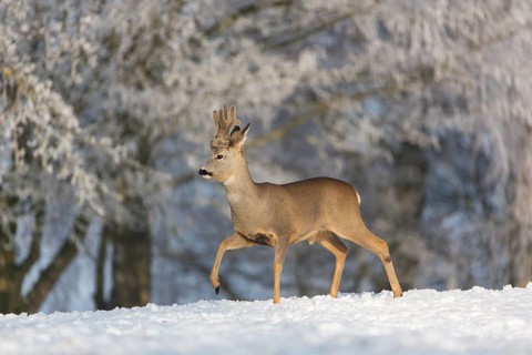 One male Roe Deer, (Capreolus capreolus), walking over a snowy meadow. Snow covered trees in the