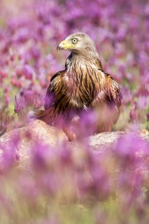 Red Kite (Milvus milvus), Madrid, Spain