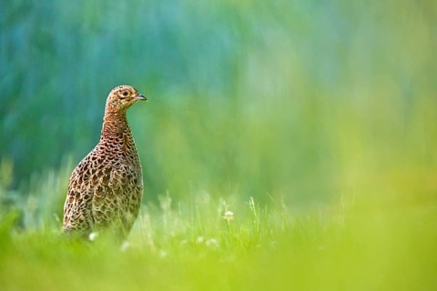 Common Pheasant (Phasianus colchicus) female, Bavaria, Germany